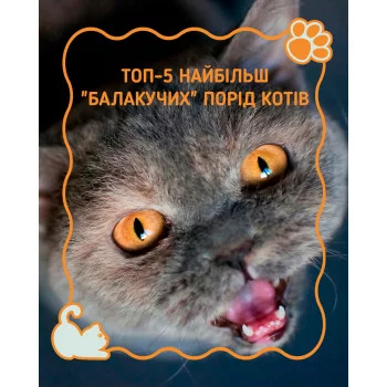 Мурчать, нявкають і коментують усе навколо — ці котики точно не мовчуни! 