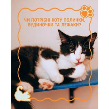 Багато хто думає, що котам усе одно, де спати — аби була коробка чи плед.