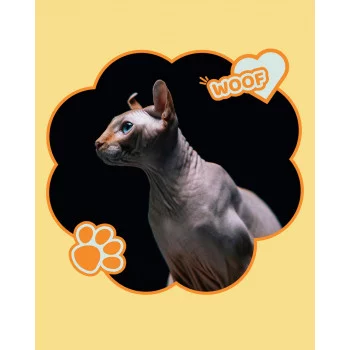 ✨ Ельф – кішка з іншої планети?
Ну майже 