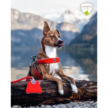 Шлея — це не просто аксесуар, а ключ до комфорту та безпеки ..