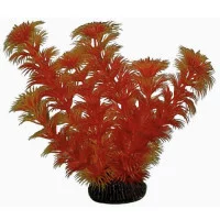 Aquatic Plants Акваріумна рослина