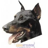 Camon Наклейка двостороння, 2 шт.