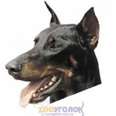 Camon Наклейка двостороння, 2 шт.