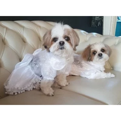 Doggy Dolly  Сукня 