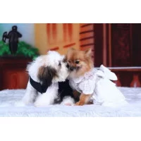 Doggy Dolly Сукня біла