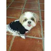 Doggy Dolly Майка 