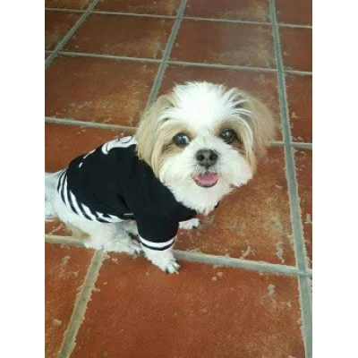 Doggy Dolly Майка 