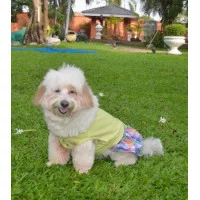 Doggy Dolly Сукня зелена