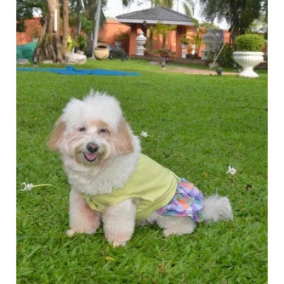 Doggy Dolly Сукня зелена