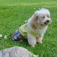 Doggy Dolly Сукня зелена